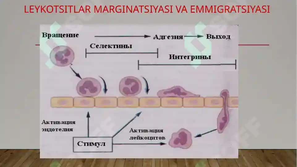 Yallig‘lanishni tizimli tasirlari. Hujayradan tashqari matriks va hujayra-matriks o‘zaro tasiri. To‘qima regeneratsiyasi mexanizmi. Genetik buzilishlar. Mutatsiyalar. Mendelga oid buzilishlar. Ko‘p faktorli nasldan o‘tish buz 5