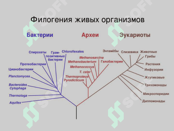 Клетка 4