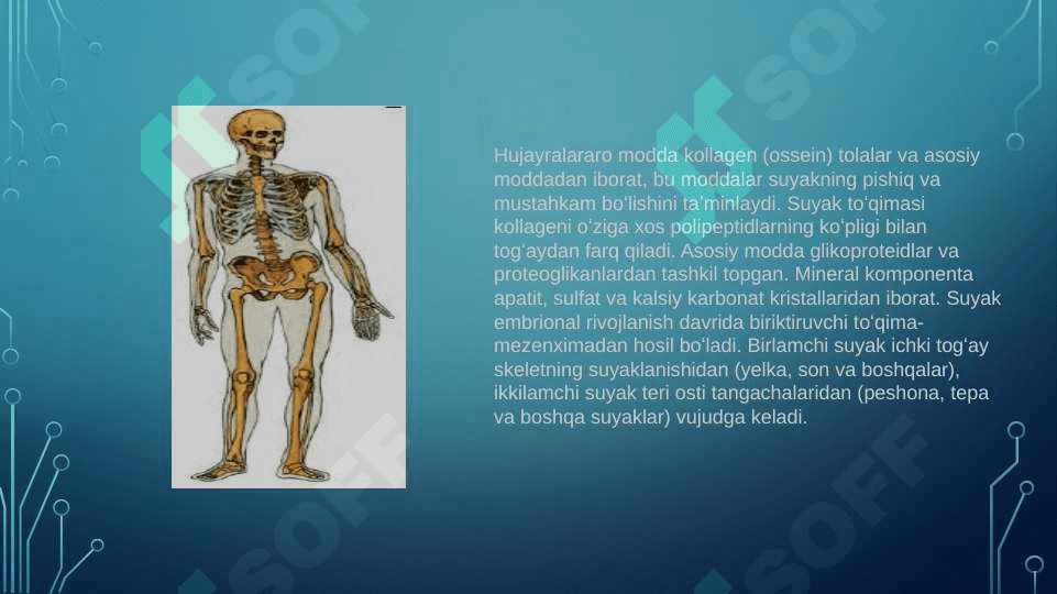 Suyaklarlarning tuzilishi 3