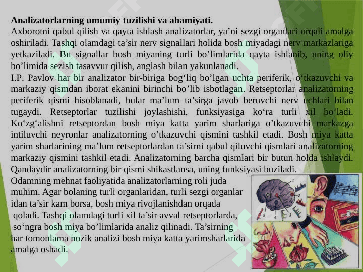 Analizatorlarning yosh xususiyatlari va gigienasi 2