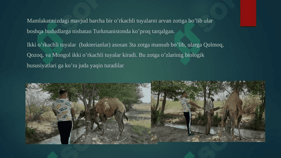 Jilqishiliq va tuyachilik mahsulotlarini dastlabki va ishlov berish texnalogiyasini va standartlashning xalq xojaliǵindaǵi ahamiyati 4