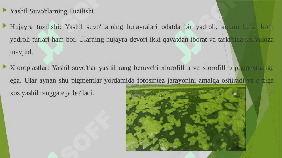 Yashil suv o'tlar bo'limi, hujayrasining tuzilishi va ko‘payish usullari 3