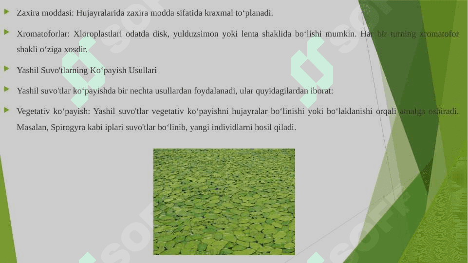 Yashil suv o'tlar bo'limi, hujayrasining tuzilishi va ko‘payish usullari 4