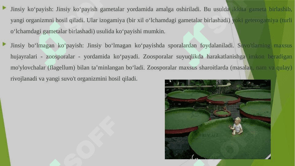 Yashil suv o'tlar bo'limi, hujayrasining tuzilishi va ko‘payish usullari 5