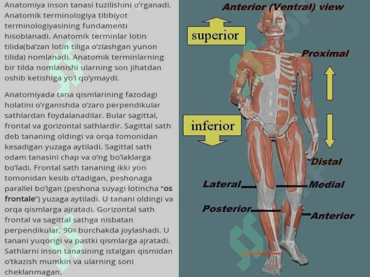 ANATOMIK  IBORALARNING TARJIMASI 3