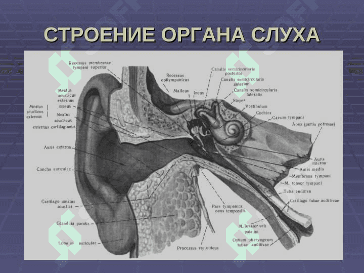 История развития предмета Оториноларингология 6