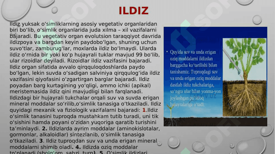 O'simliklarda qutublanish, yuksak o'simliklarning vegetativ organlari 4