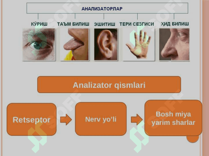 Analizatorlarning tuzilishi, funksiyalari va yoshga xos xususiyatlari 4