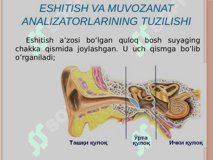 Analizatorlarning tuzilishi, funksiyalari va yoshga xos xususiyatlari 6