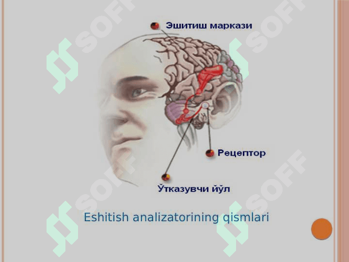 Analizatorlarning tuzilishi, funksiyalari va yoshga xos xususiyatlari 8