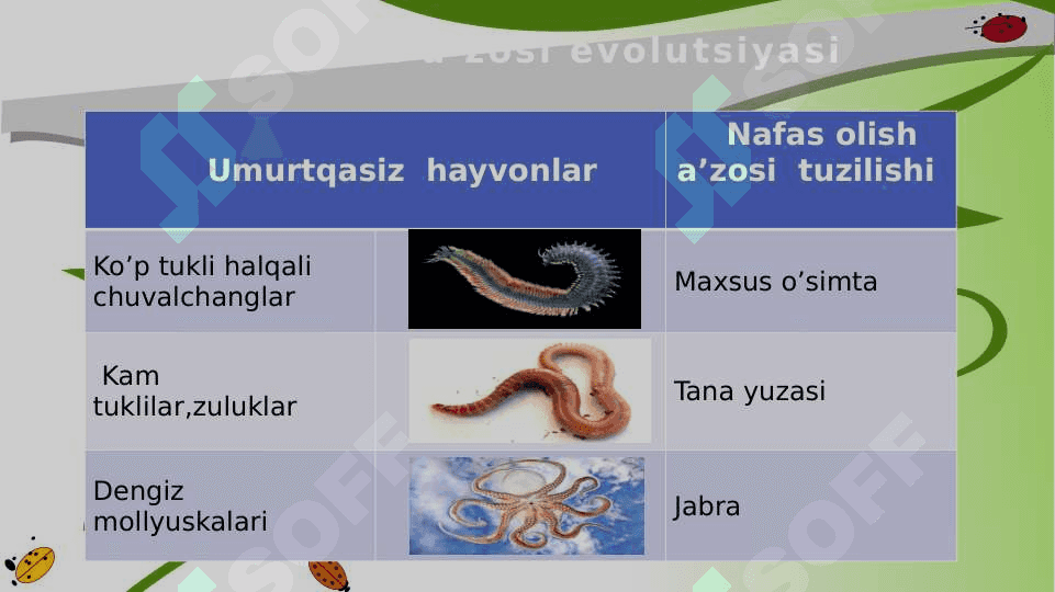 Hayvonlarning nafas olish organlari evolutsiyasi 3