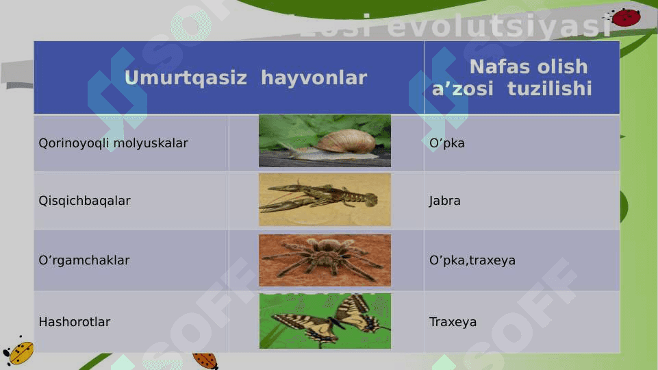 Hayvonlarning nafas olish organlari evolutsiyasi 4