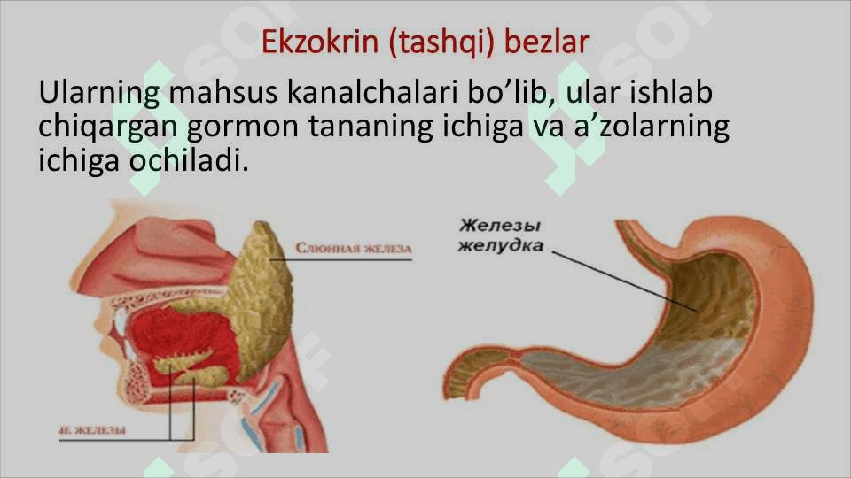 Ichki sekretsiya bezlari 5