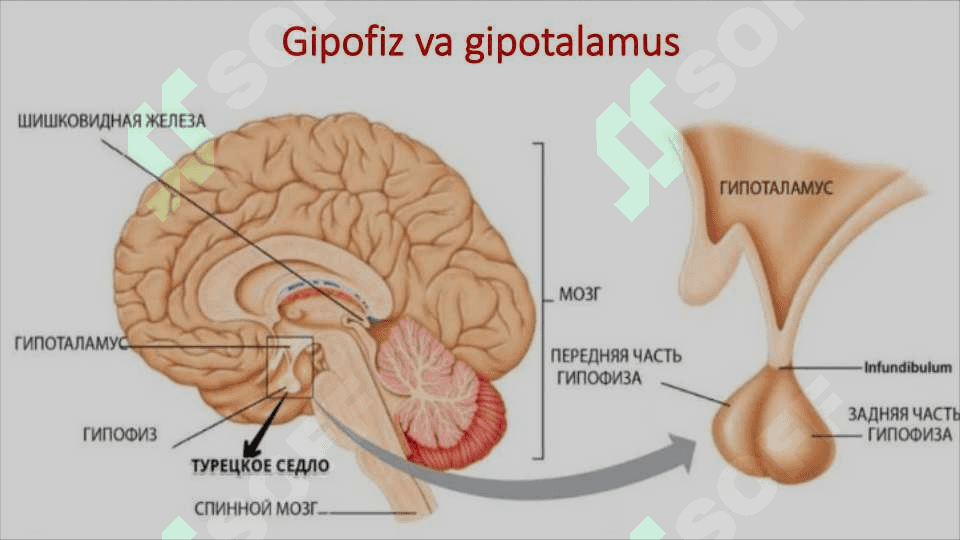 Ichki sekretsiya bezlari 8