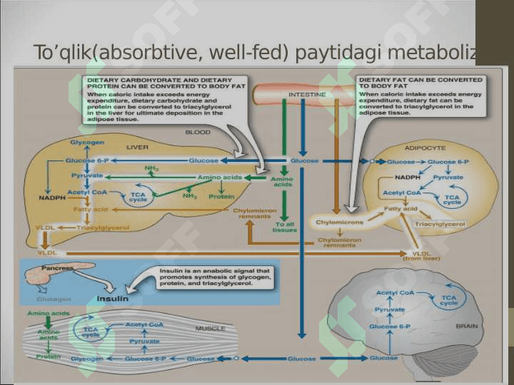 Energiya metabolizmining umumiy ko’rinishi 3
