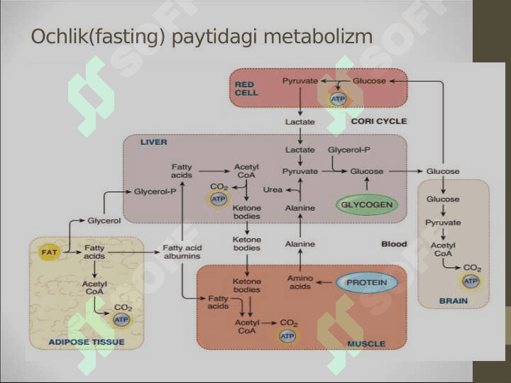 Energiya metabolizmining umumiy ko’rinishi 4