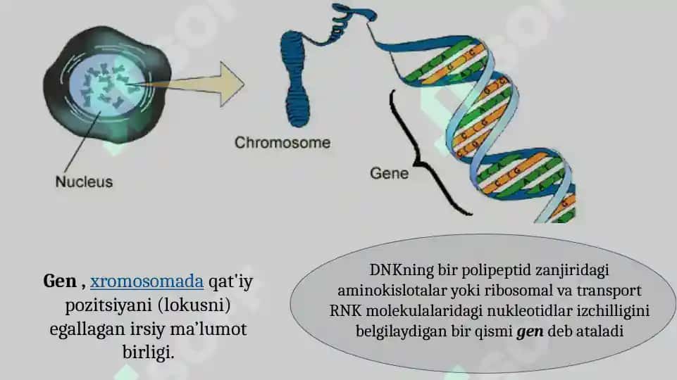 Gen konsepsiyasi haqida tushuncha 6