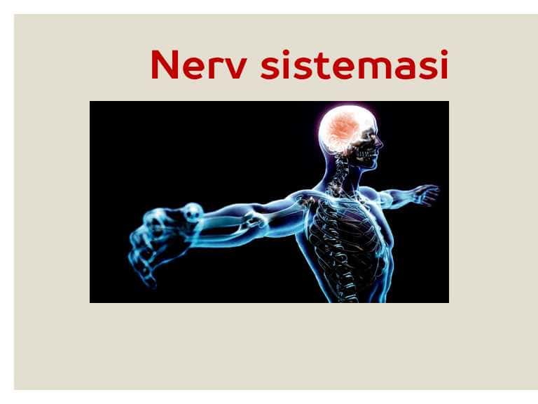 NERV SISTEMASI