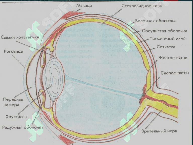 Sezgi organlar fiziologiyasi. 
Ko'rish, eshitish va ta'm bilish analizatorlar fiziologiyasi 4