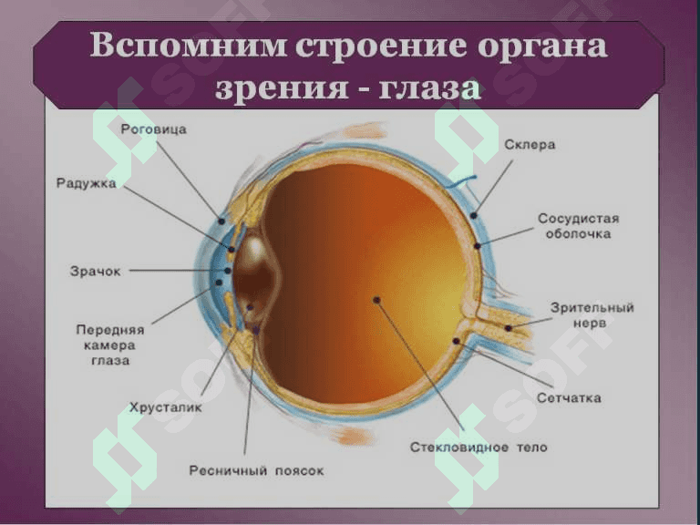 Sezgi organlar fiziologiyasi. 
Ko'rish, eshitish va ta'm bilish analizatorlar fiziologiyasi 5