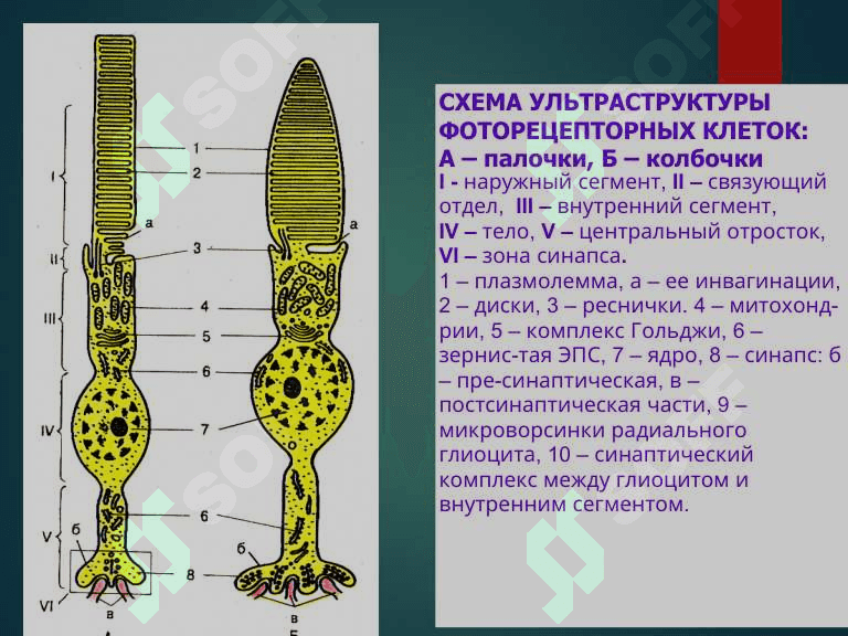 Sezgi organlar fiziologiyasi. 
Ko'rish, eshitish va ta'm bilish analizatorlar fiziologiyasi 6