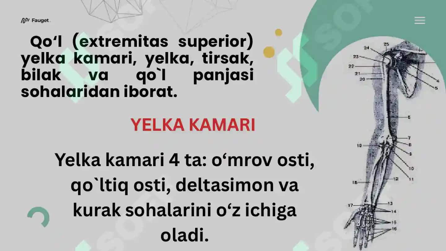 qo`lning klinik anatomiyasi 2