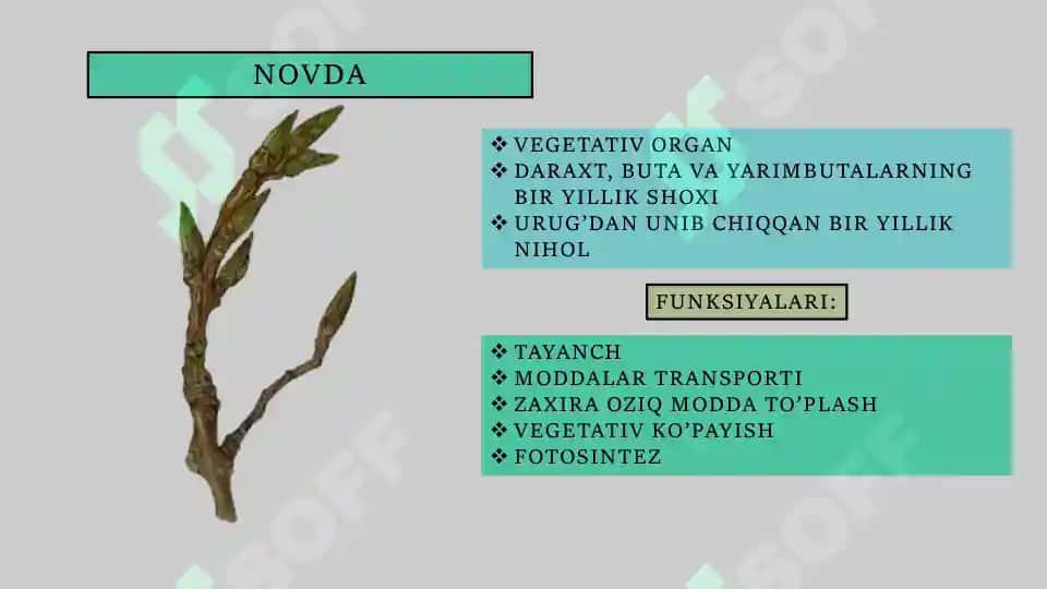 Novda va Poya 2