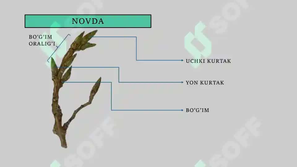 Novda va Poya 3