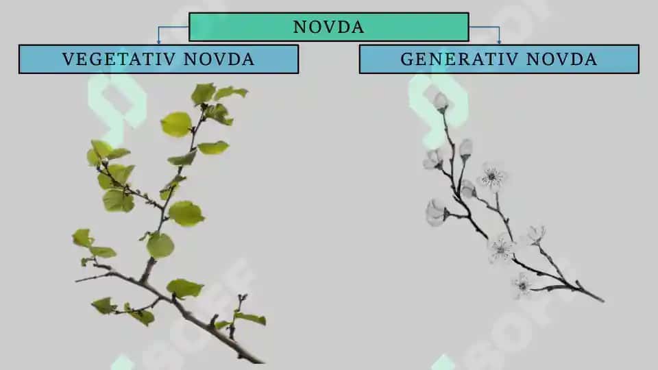 Novda va Poya 4