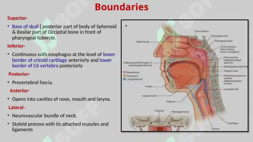 Pharynx 8