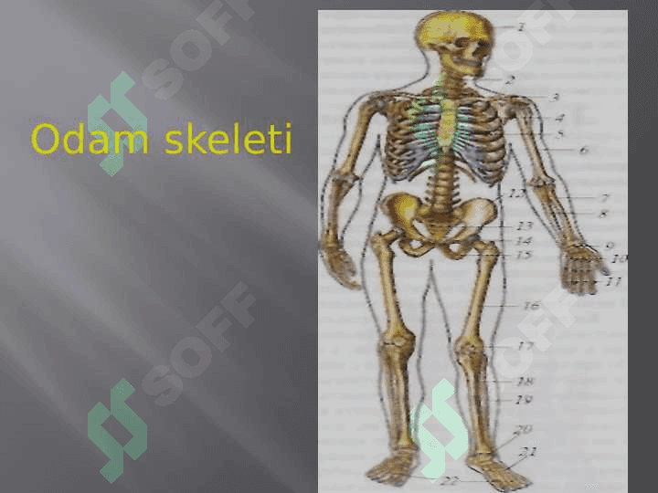 Anatomiya kirish 8