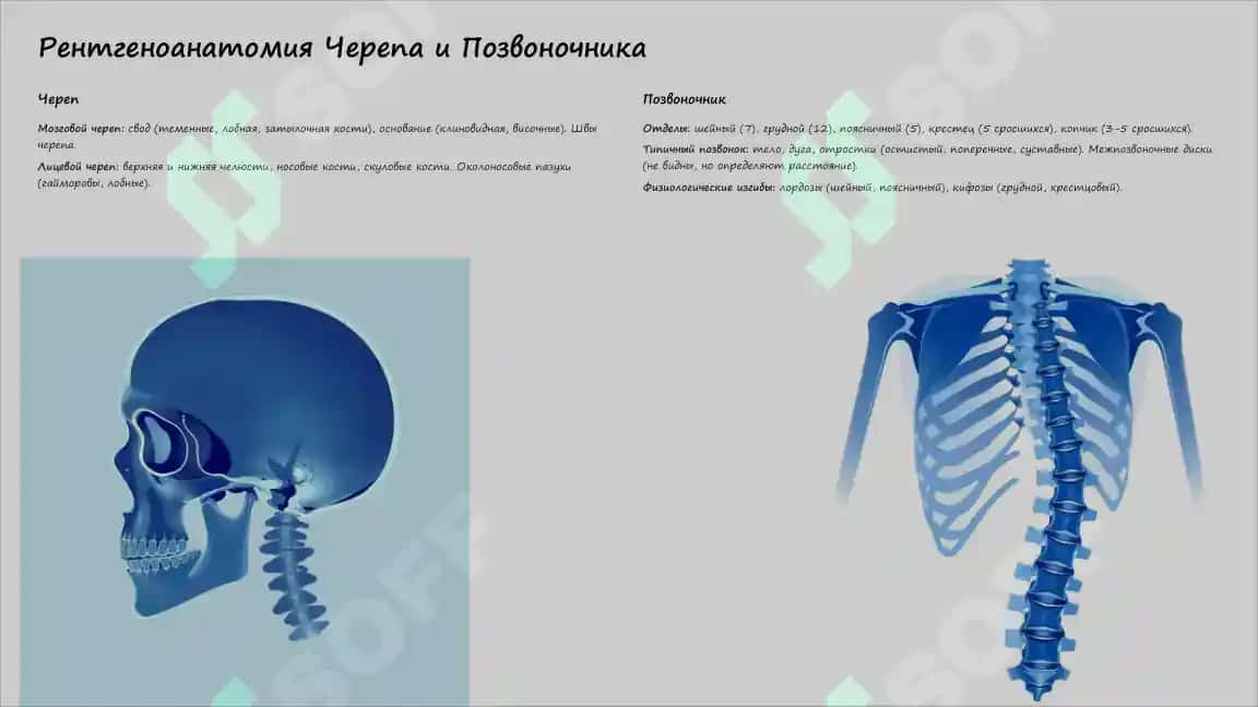 Рентгеноанатомия костей скелета: Норма и Аномалии Развития 4