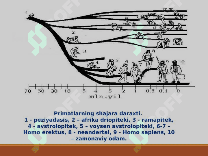 ODAM EVOLUTSIYASI 7