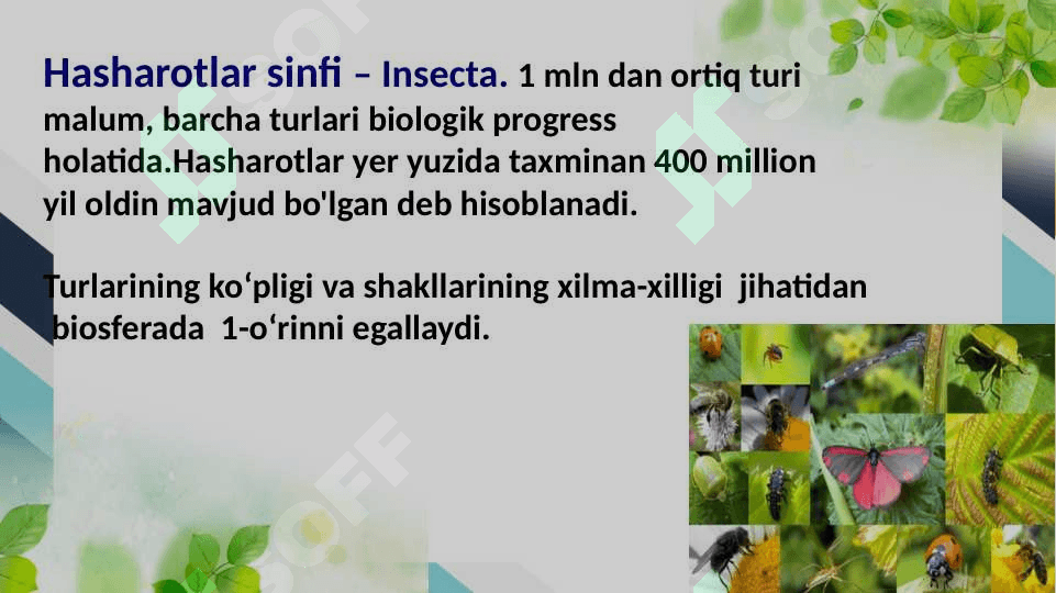 Sinantrop koʻrinishdagi hasharotlar, ularning epidemiologik ahamiyati 2