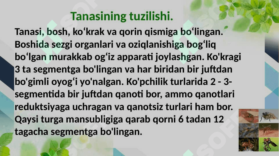 Sinantrop koʻrinishdagi hasharotlar, ularning epidemiologik ahamiyati 3