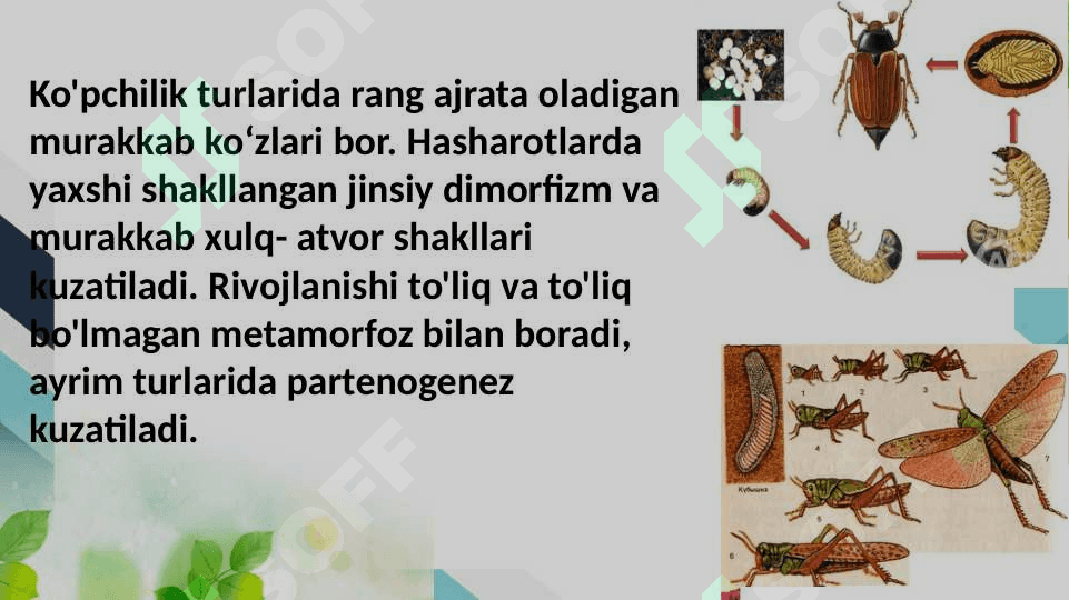 Sinantrop koʻrinishdagi hasharotlar, ularning epidemiologik ahamiyati 7