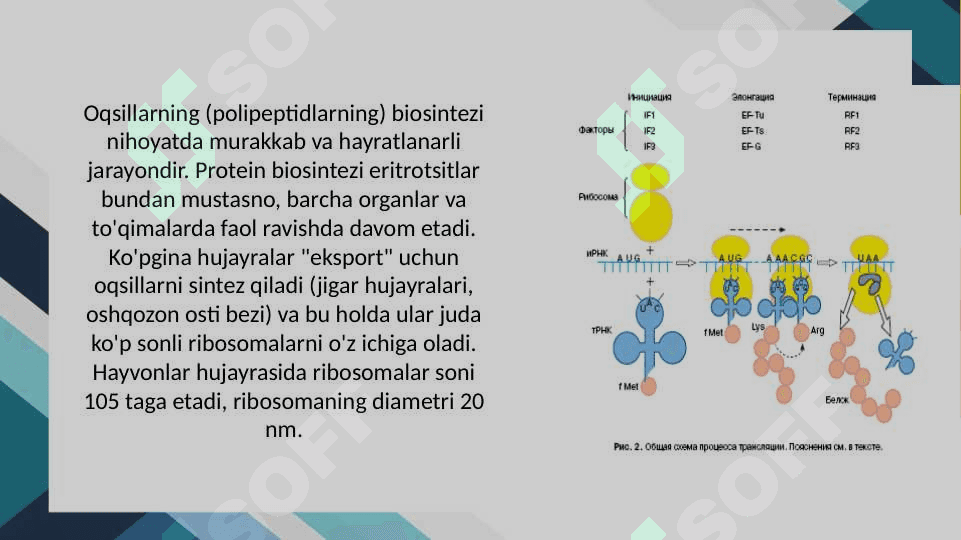 OQSIL BIOSINTEZI 7
