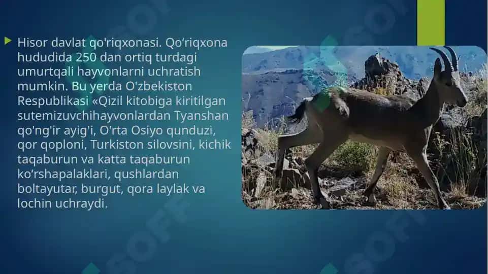 O'zbekiston qo'riqxonalari va ularning noyob hayvonlarni asrab qolisah hamda ko'paytirish 4