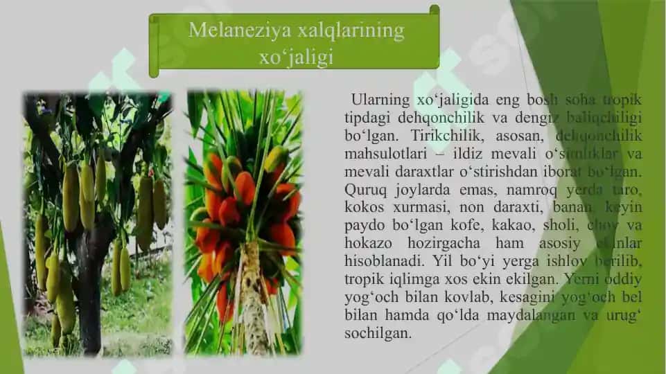 Melaneziya xalqlari xoʻjaligi va madaniyati 8