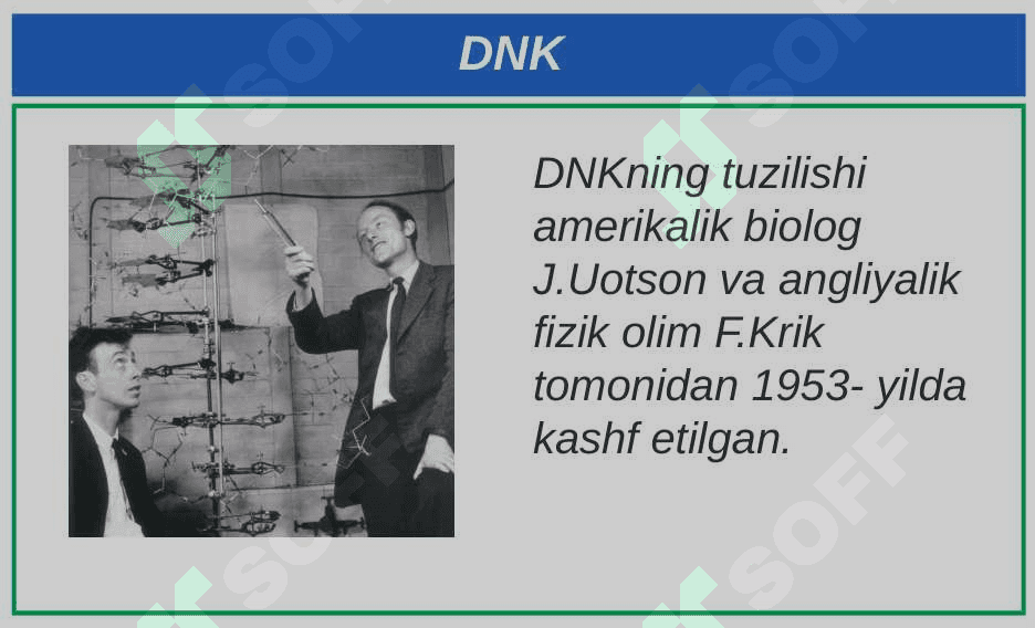 Nuklein kislotalar. Nukleotidlar. DNK 4