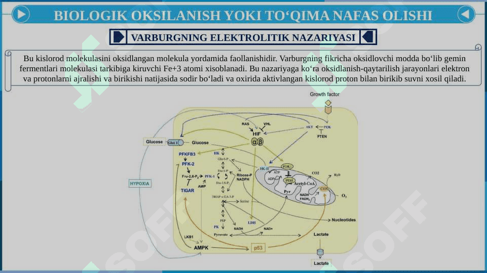 BIOLOGIK OKSIDLANISH. KATABOLIZMNING UMUMIY YO'LLARI 6