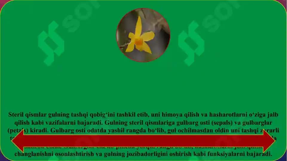 Gulning tuzilishi. Gul diagrammasi va formulalarini tuzish 4