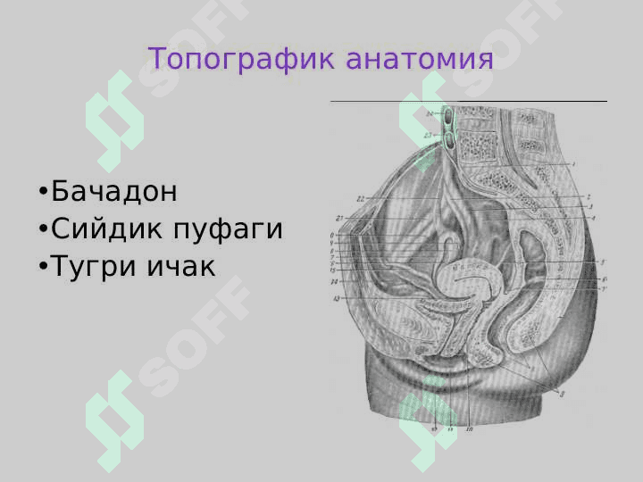 Репродуктив аъзоларнинг  ультратовуш ташхисоти 3
