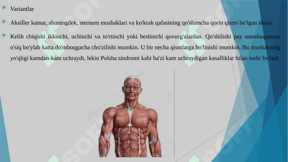 Ko’krak mushaklari Qorin mushaklari. Qov mushaklari 6