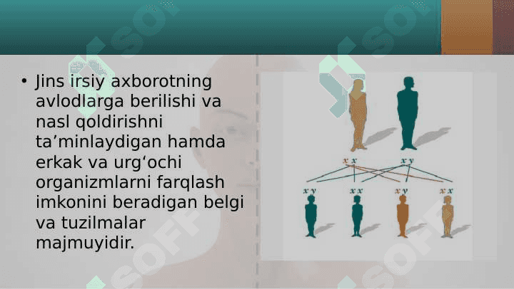 10-sinf biologiya Jins genetikasi 2