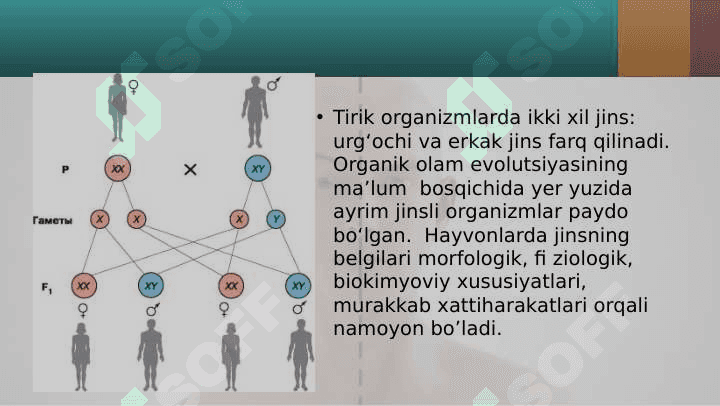 10-sinf biologiya Jins genetikasi 3