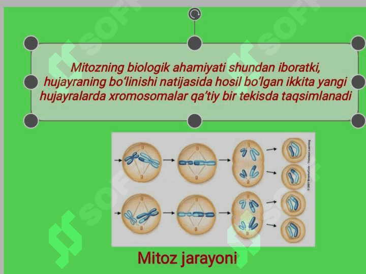 HUJAYRALARNING MITOTIK VA HAYOTIY SIKLI. 3