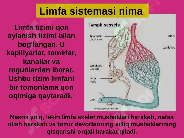 LIMFA SISTEMASI. 4