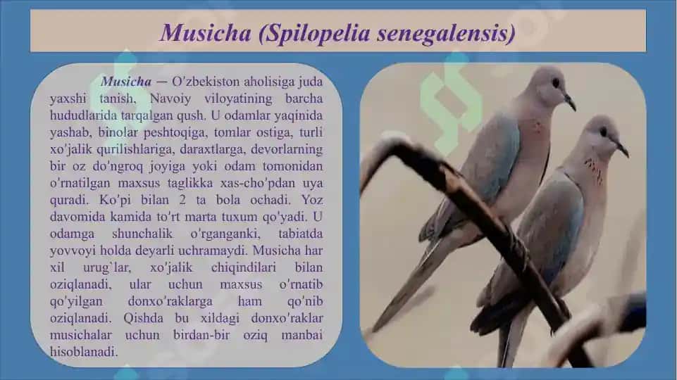 QUSHLAR OZIQLANISHI VA UNGA XOS MOSLANISHLAR MAVZUSIDAGI KURS ISHI 8