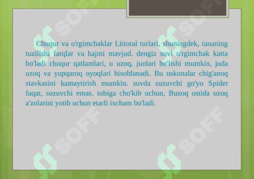 DENGIZ O’RGIMCHAKLARI PICNOGONIDA 4